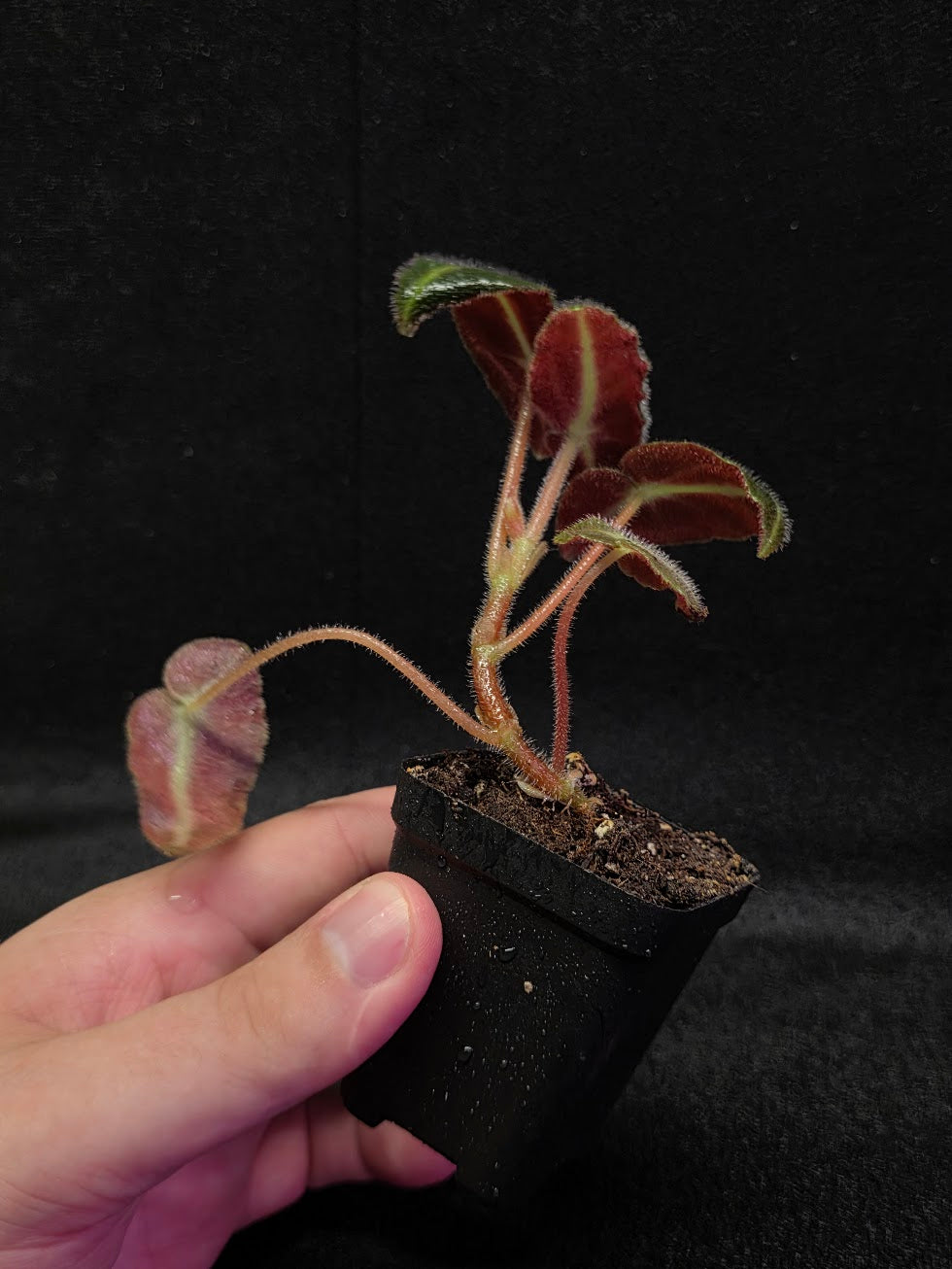 Begonia Listada #02