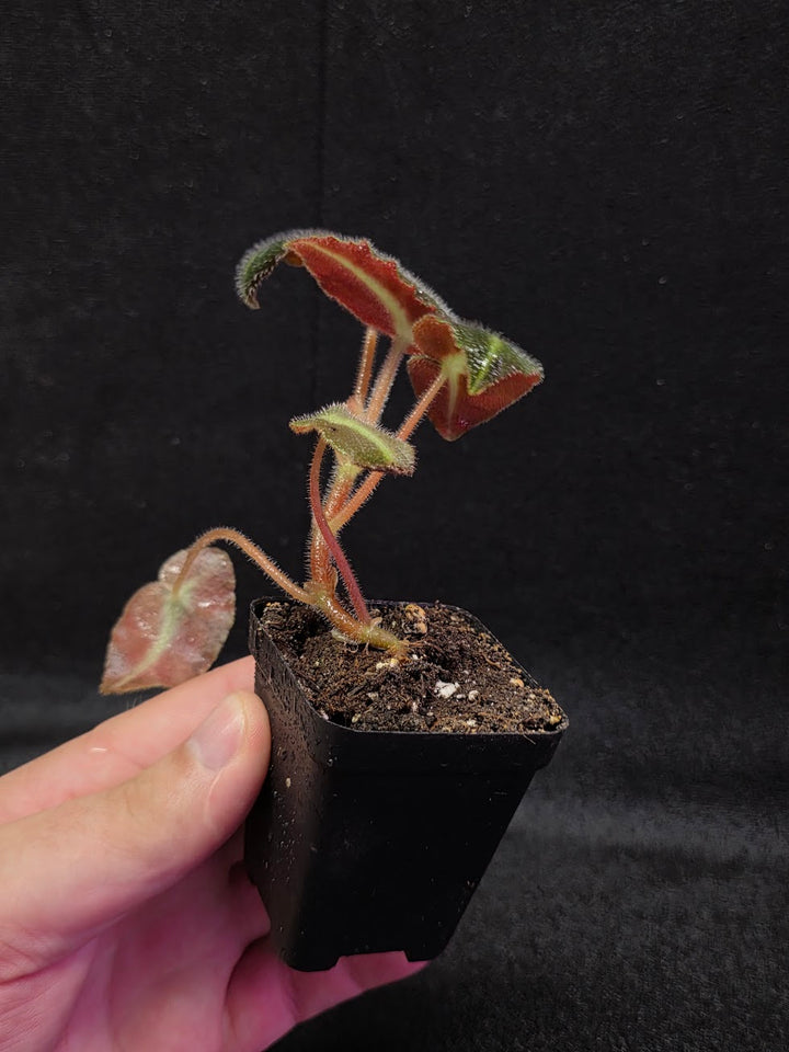 Begonia Listada #02
