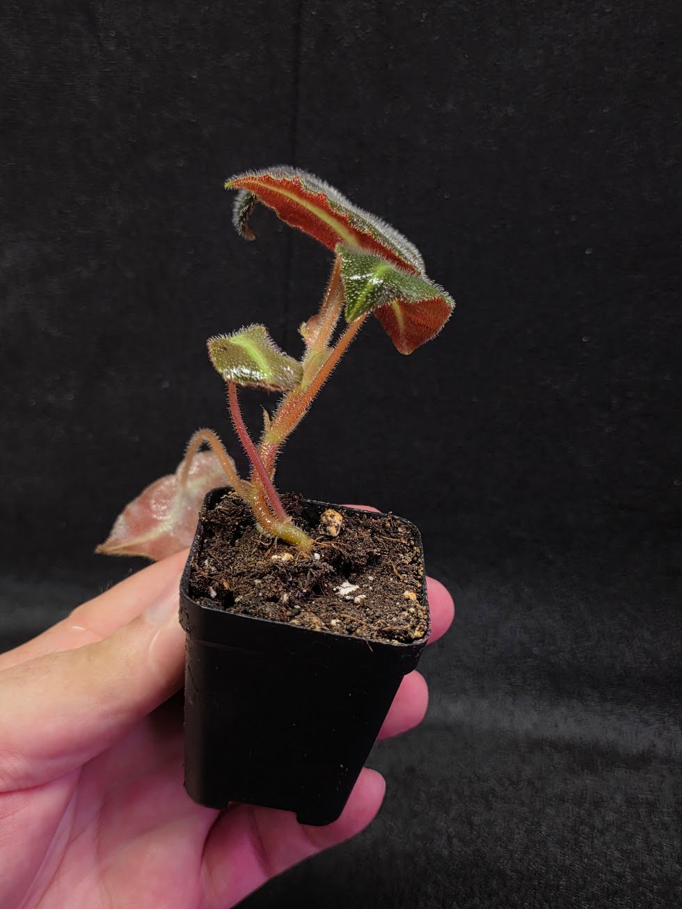 Begonia Listada #02
