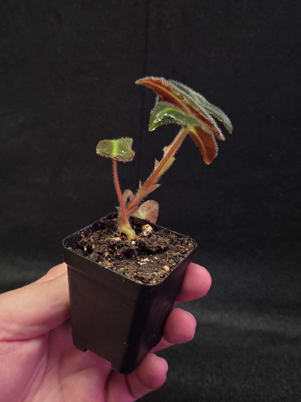 Begonia Listada #02