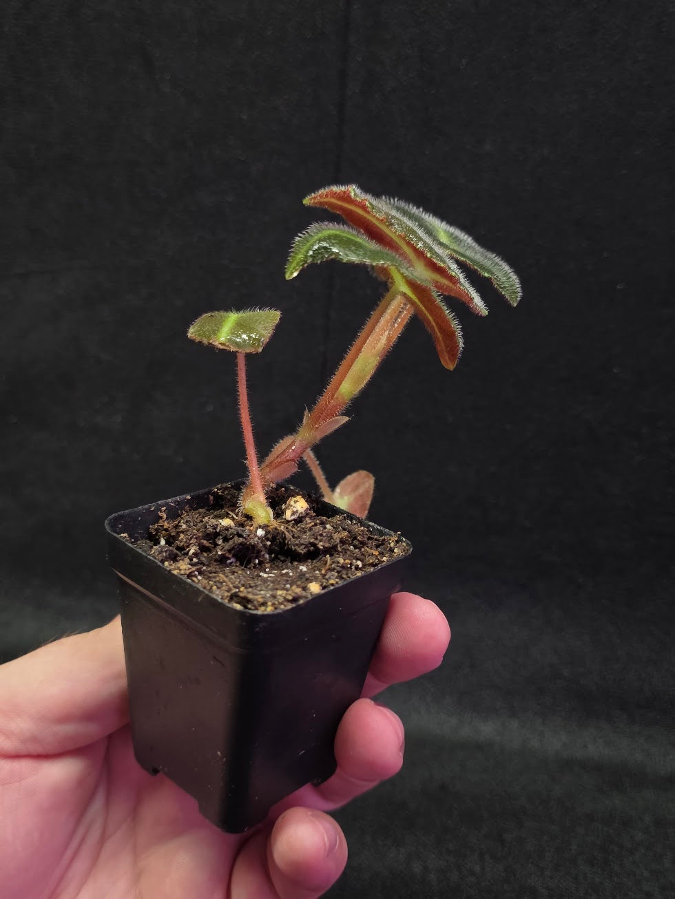 Begonia Listada #02