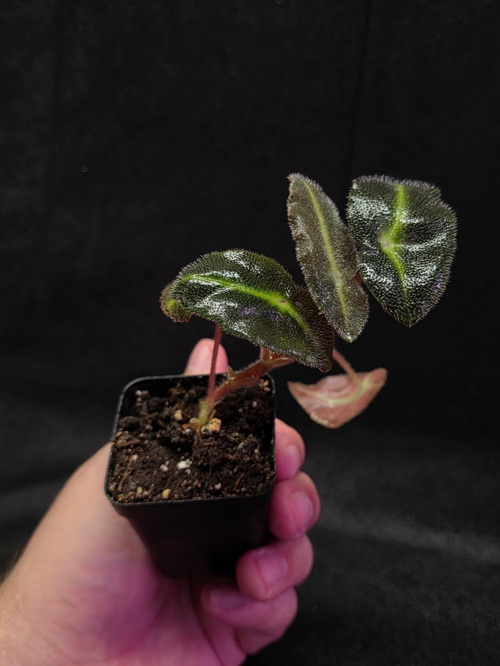Begonia Listada #02