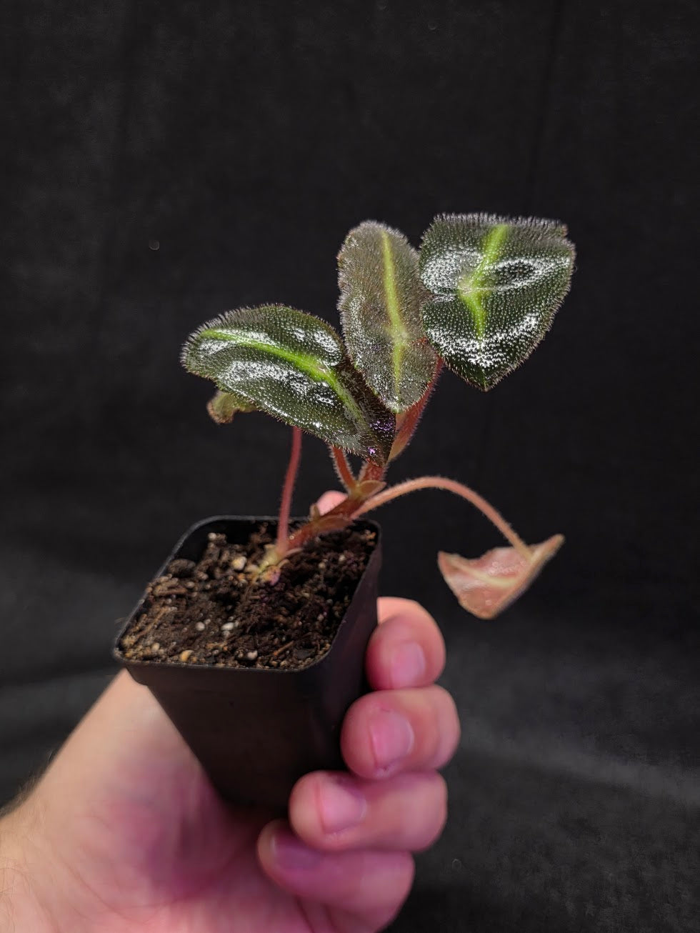 Begonia Listada #02
