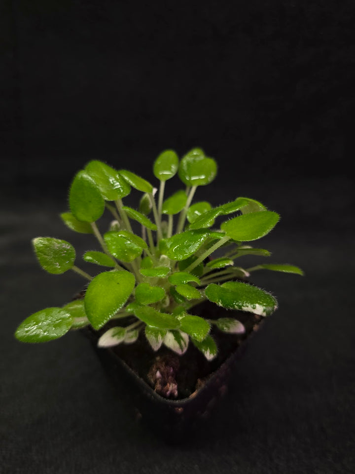 African Violet Carousel Pony #01