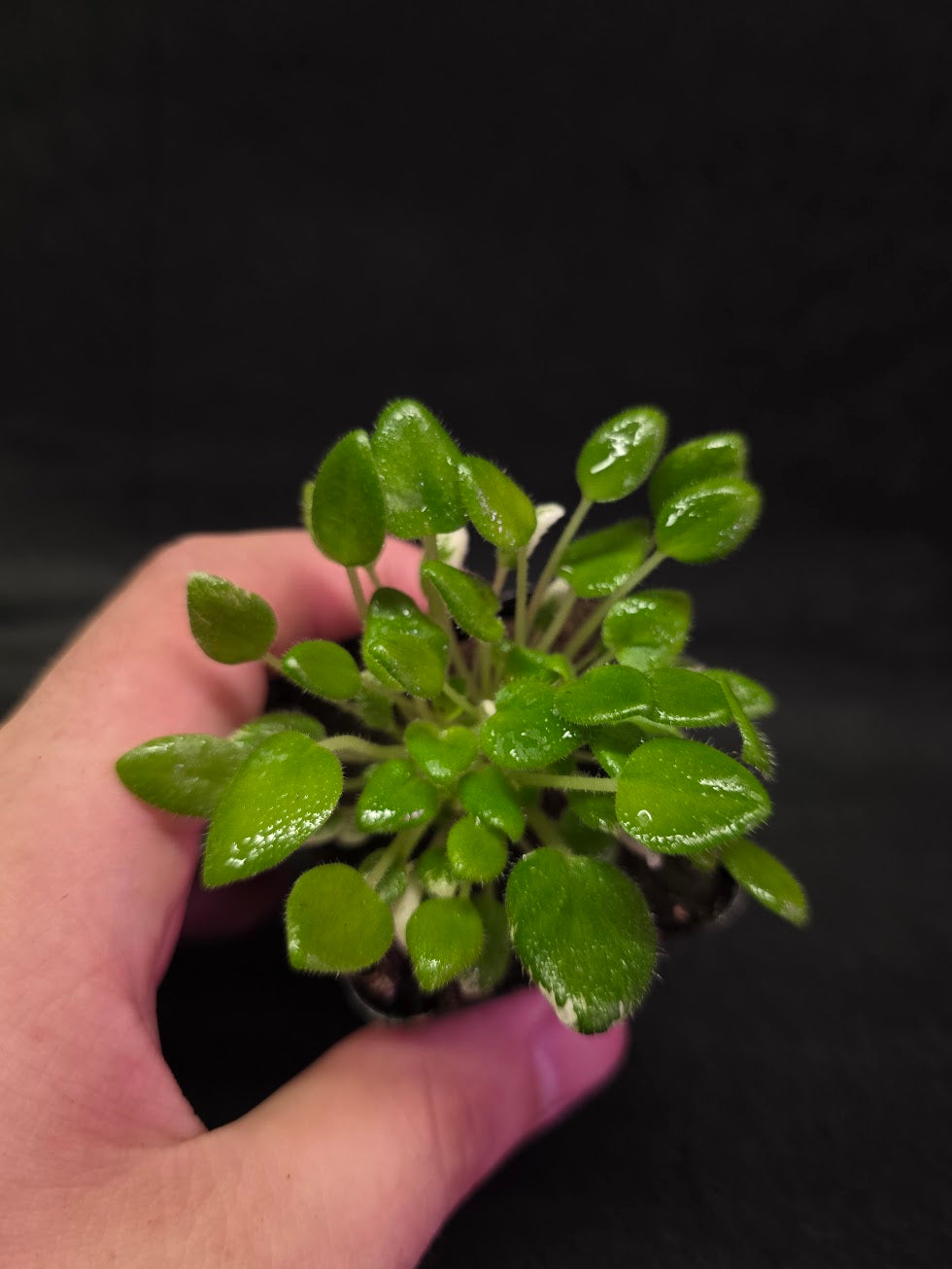African Violet Carousel Pony #01