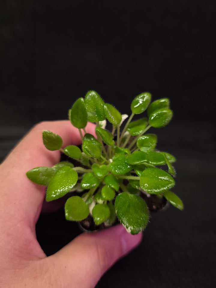 African Violet Carousel Pony #01