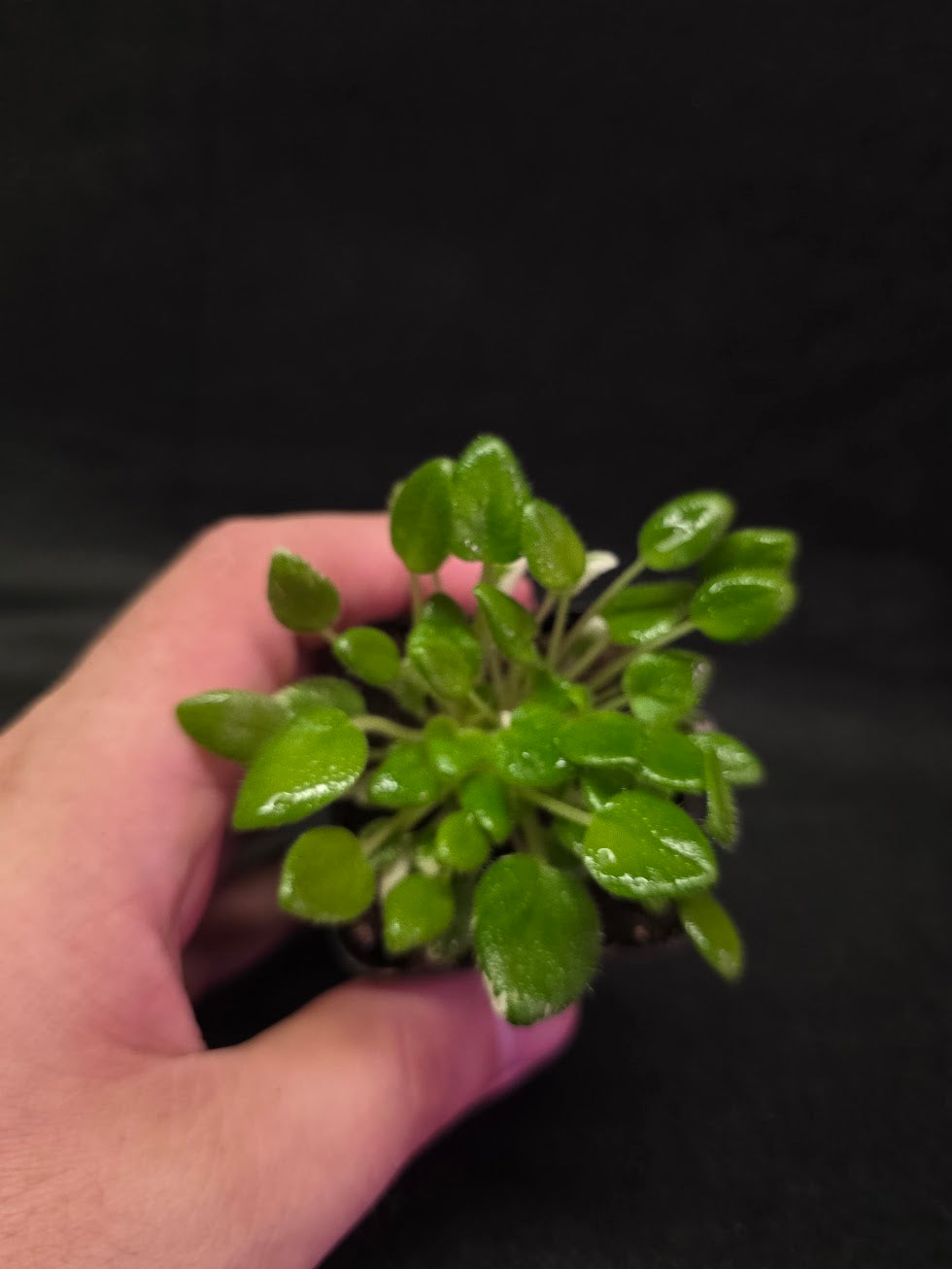African Violet Carousel Pony #01