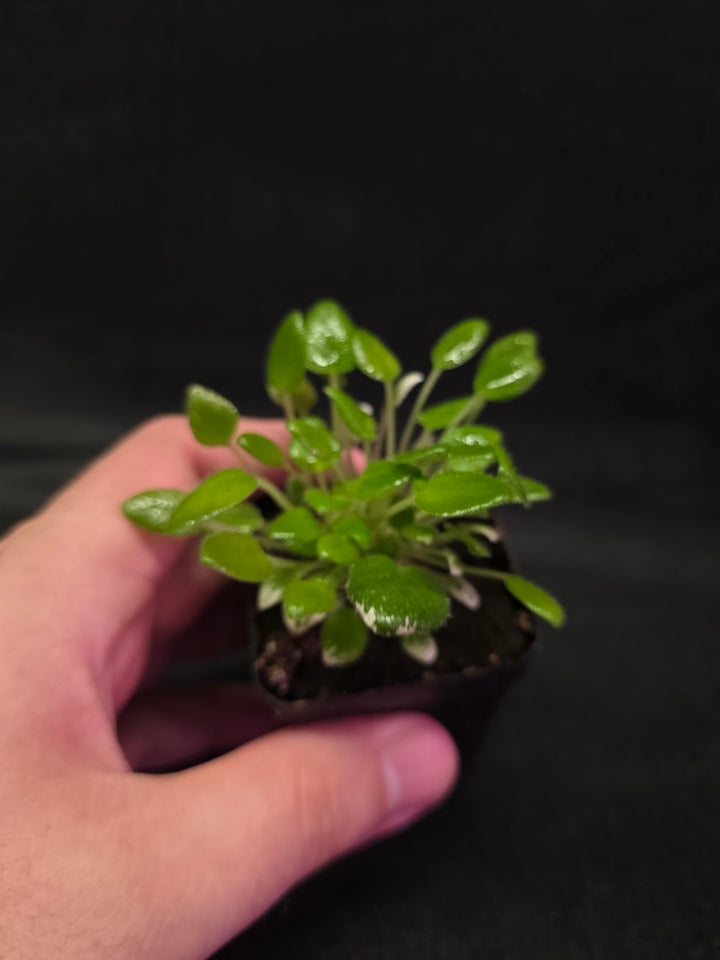 African Violet Carousel Pony #01