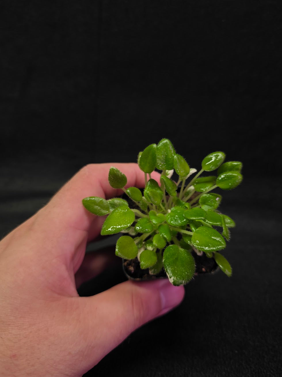 African Violet Carousel Pony #01