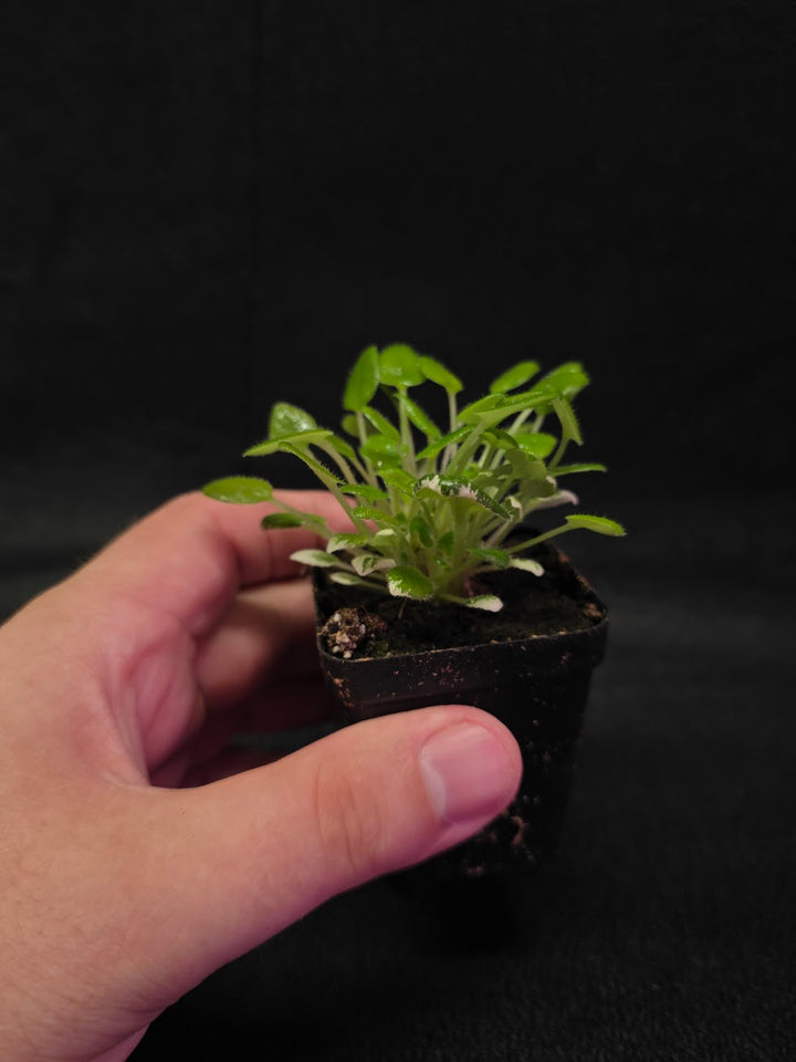 African Violet Carousel Pony #01