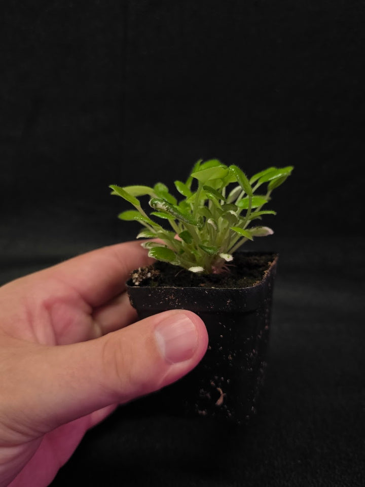African Violet Carousel Pony #01