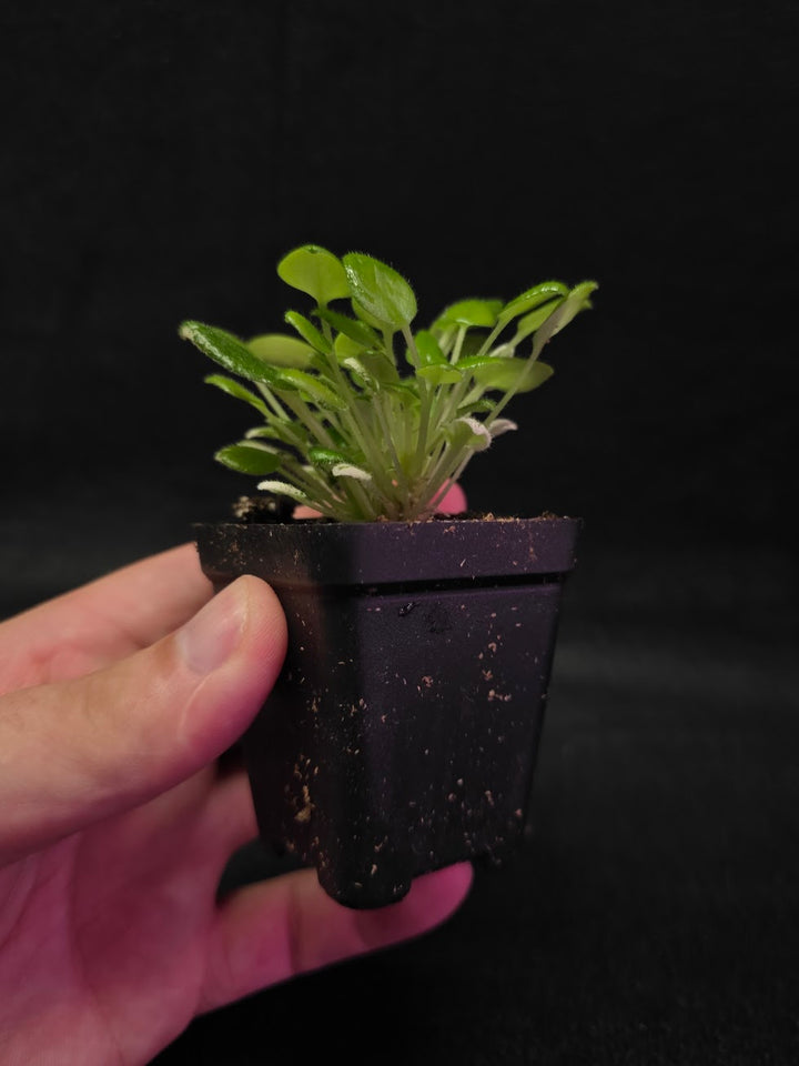 African Violet Carousel Pony #01