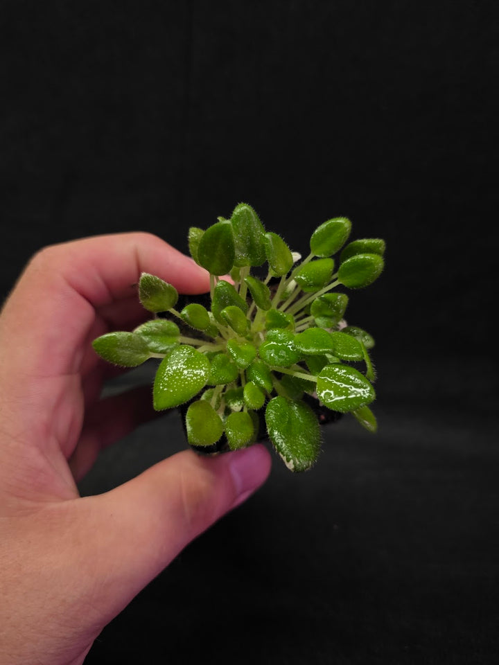 African Violet Carousel Pony #01