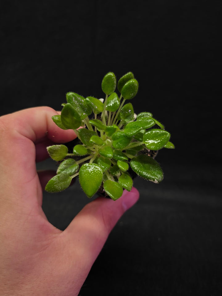 African Violet Carousel Pony #01