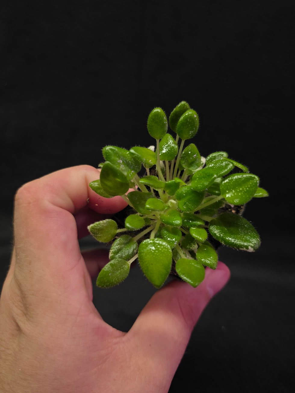 African Violet Carousel Pony #01
