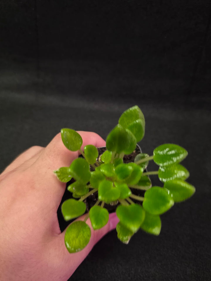 African Violet Carousel Pony #02
