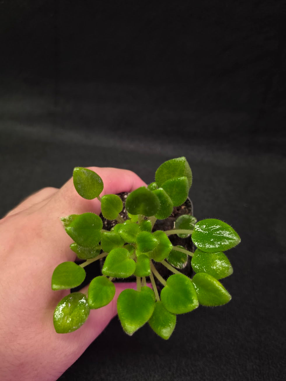 African Violet Carousel Pony #02