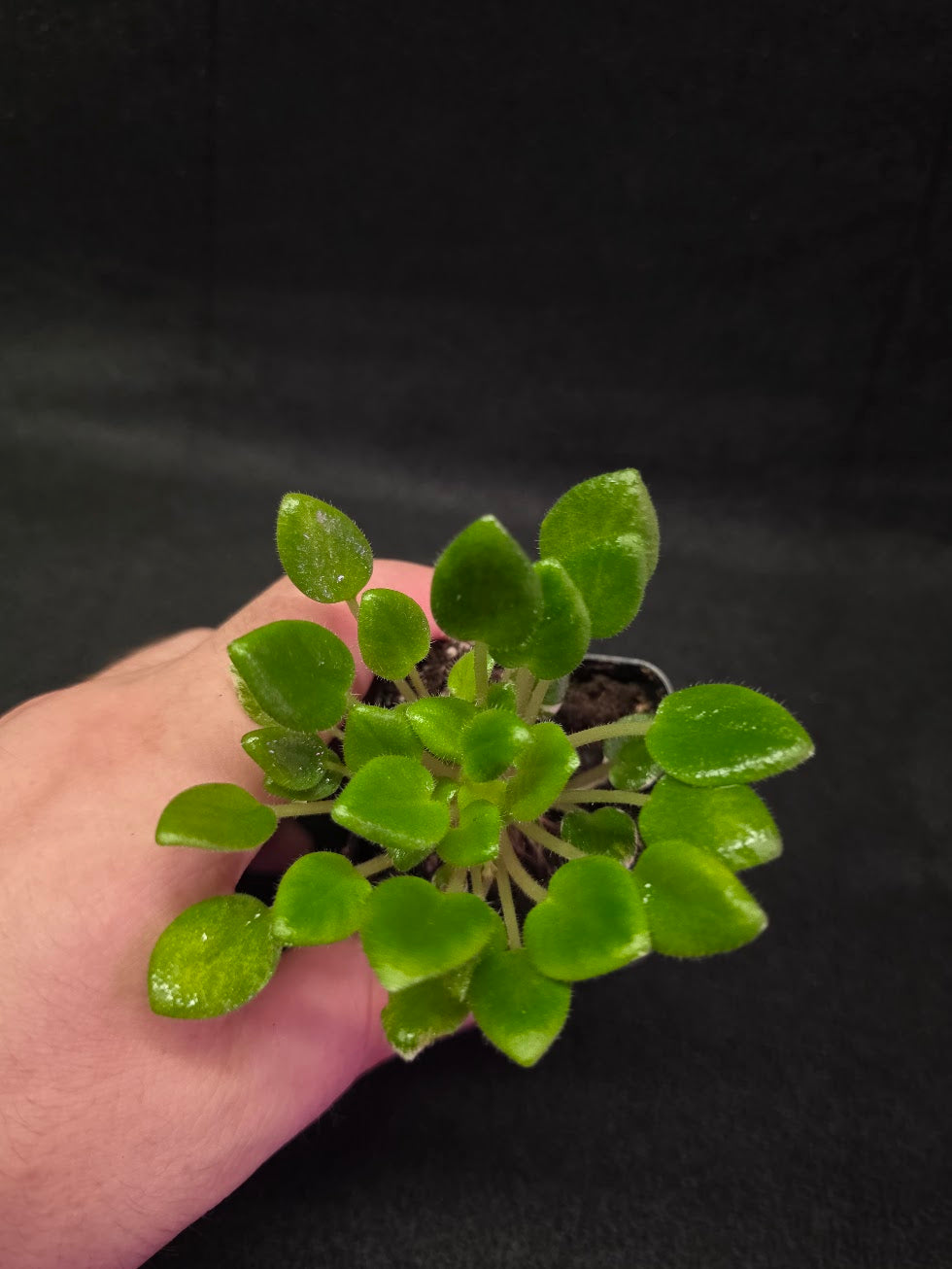 African Violet Carousel Pony #02