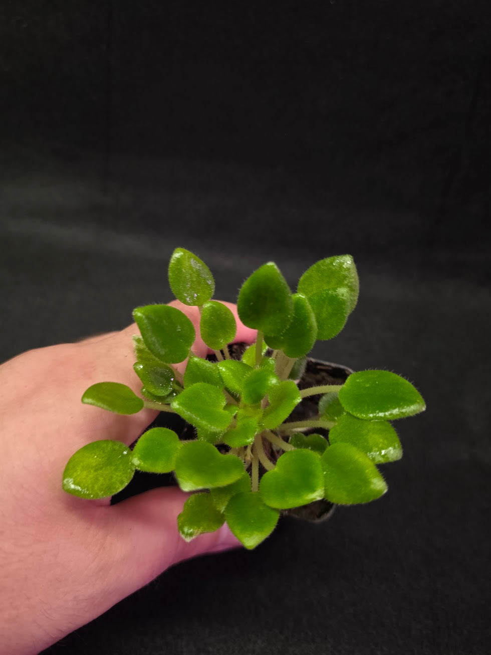 African Violet Carousel Pony #02