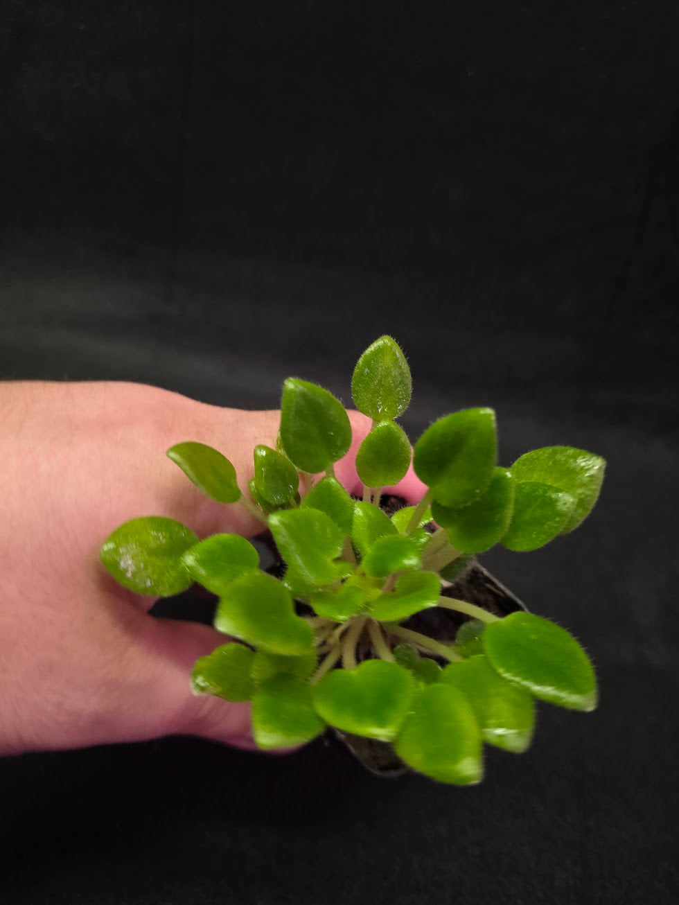 African Violet Carousel Pony #02