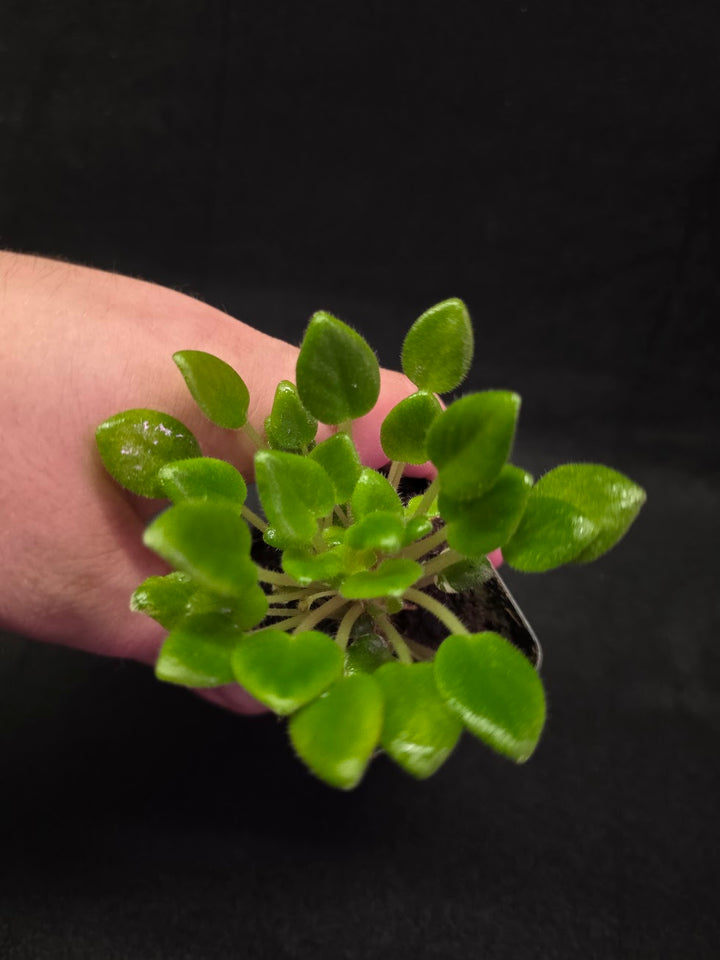African Violet Carousel Pony #02