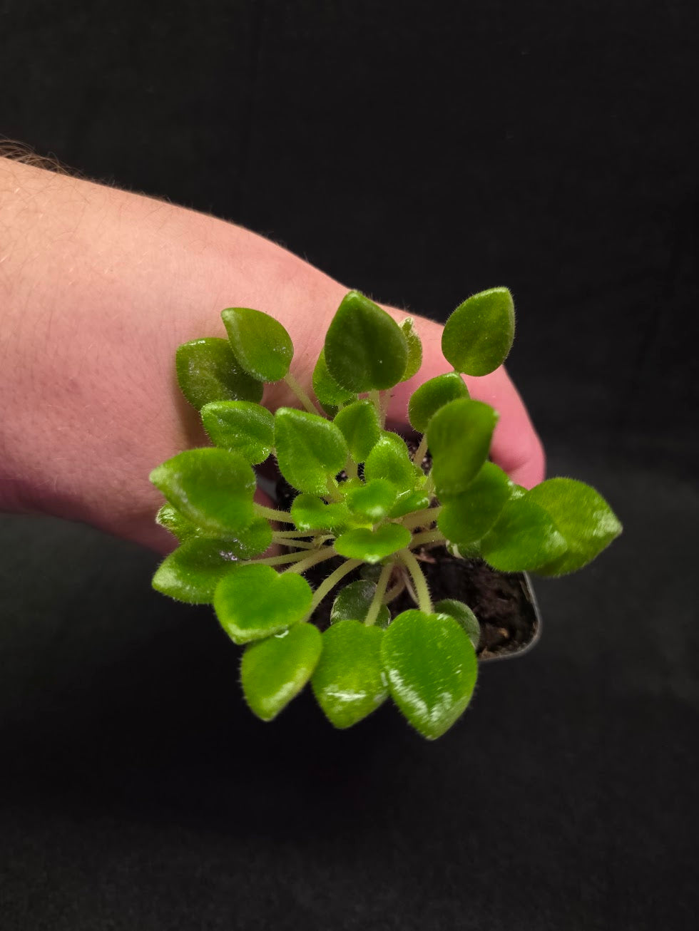 African Violet Carousel Pony #02