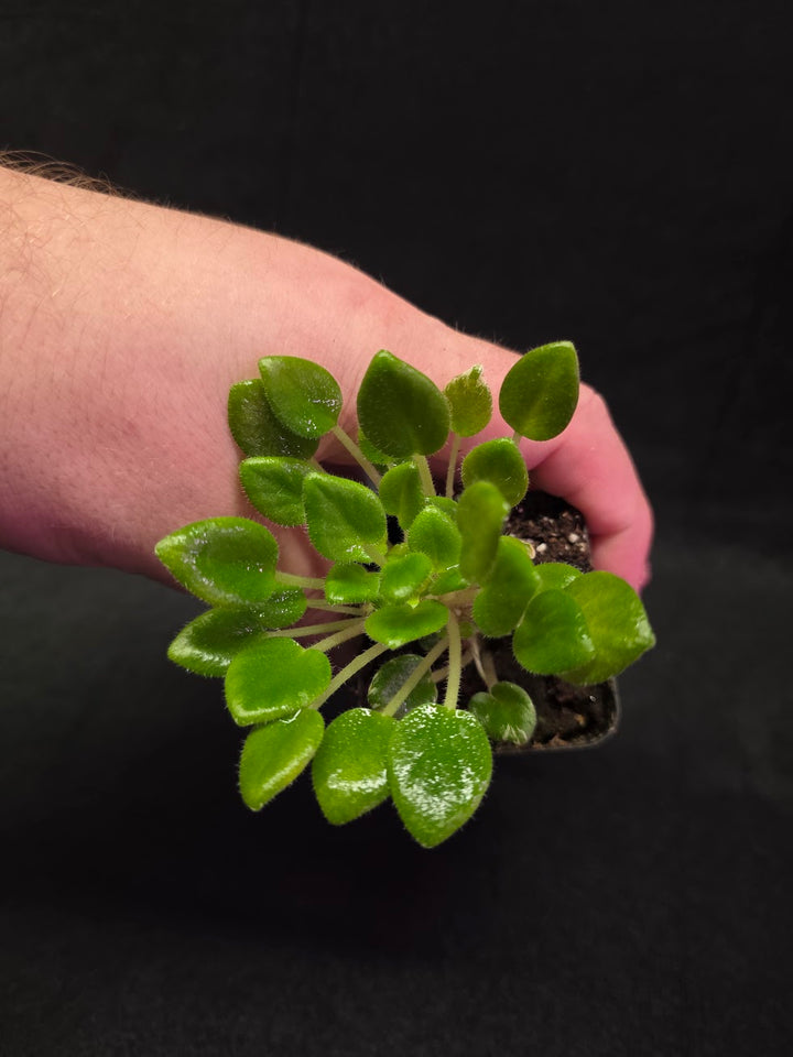 African Violet Carousel Pony #02