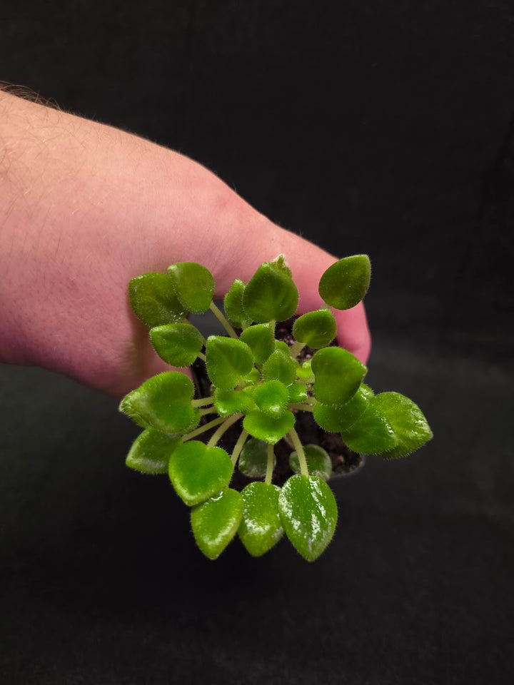 African Violet Carousel Pony #02