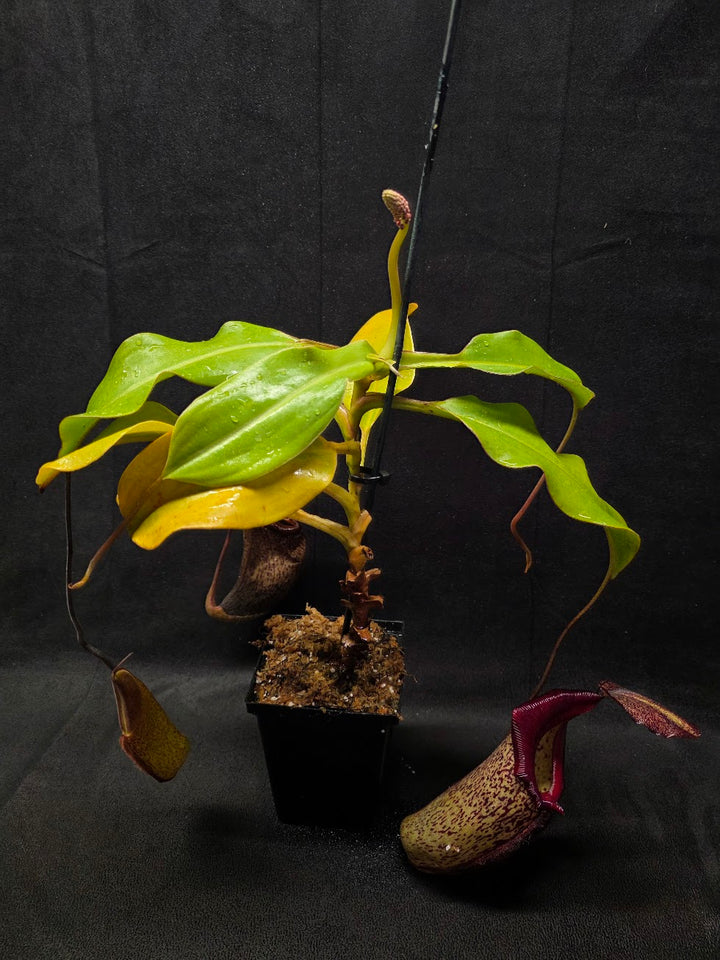 Nepenthes (Maxima x Talangensis) x Robcantleyi BE 3959 #01
