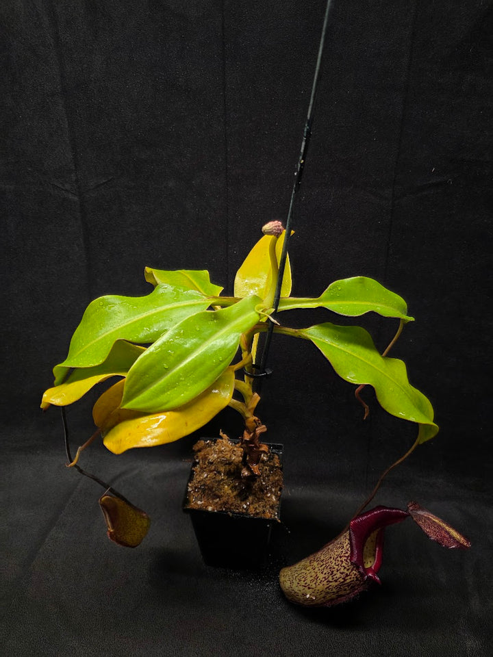 Nepenthes (Maxima x Talangensis) x Robcantleyi BE 3959 #01