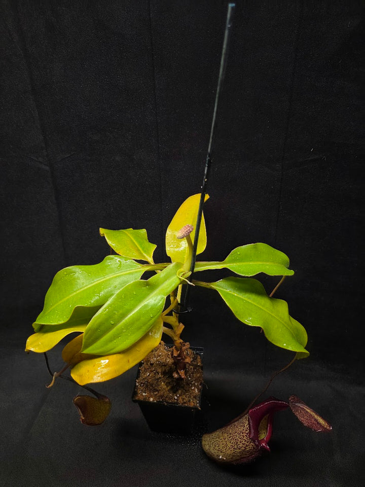 Nepenthes (Maxima x Talangensis) x Robcantleyi BE 3959 #01