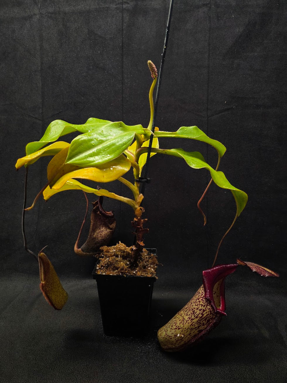 Nepenthes (Maxima x Talangensis) x Robcantleyi BE 3959 #01