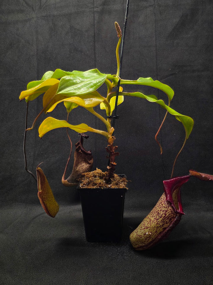Nepenthes (Maxima x Talangensis) x Robcantleyi BE 3959 #01
