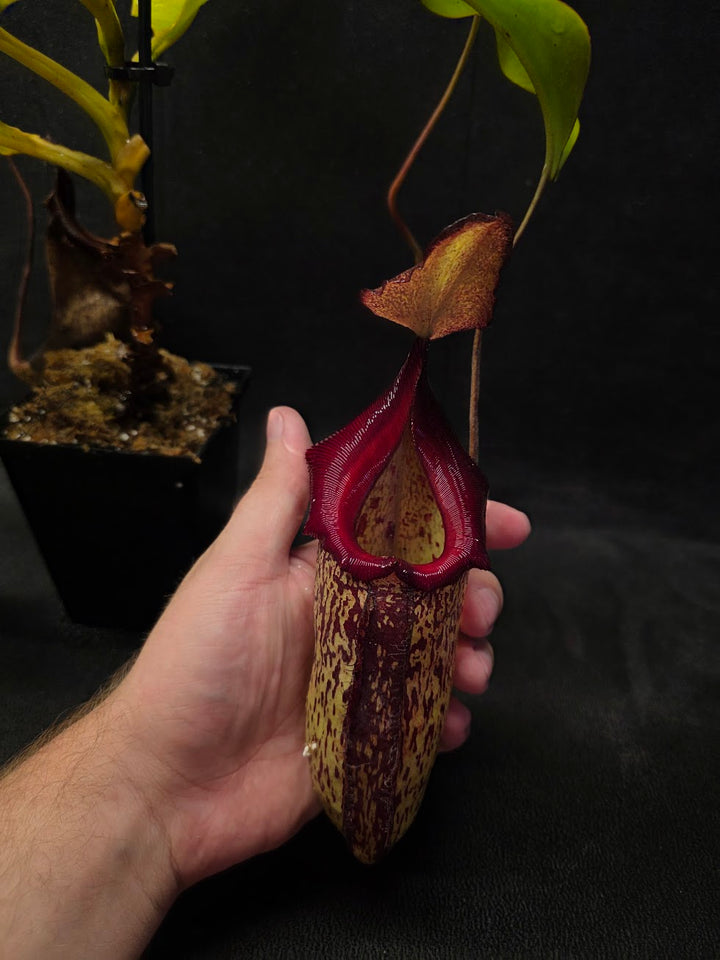 Nepenthes (Maxima x Talangensis) x Robcantleyi BE 3959 #01