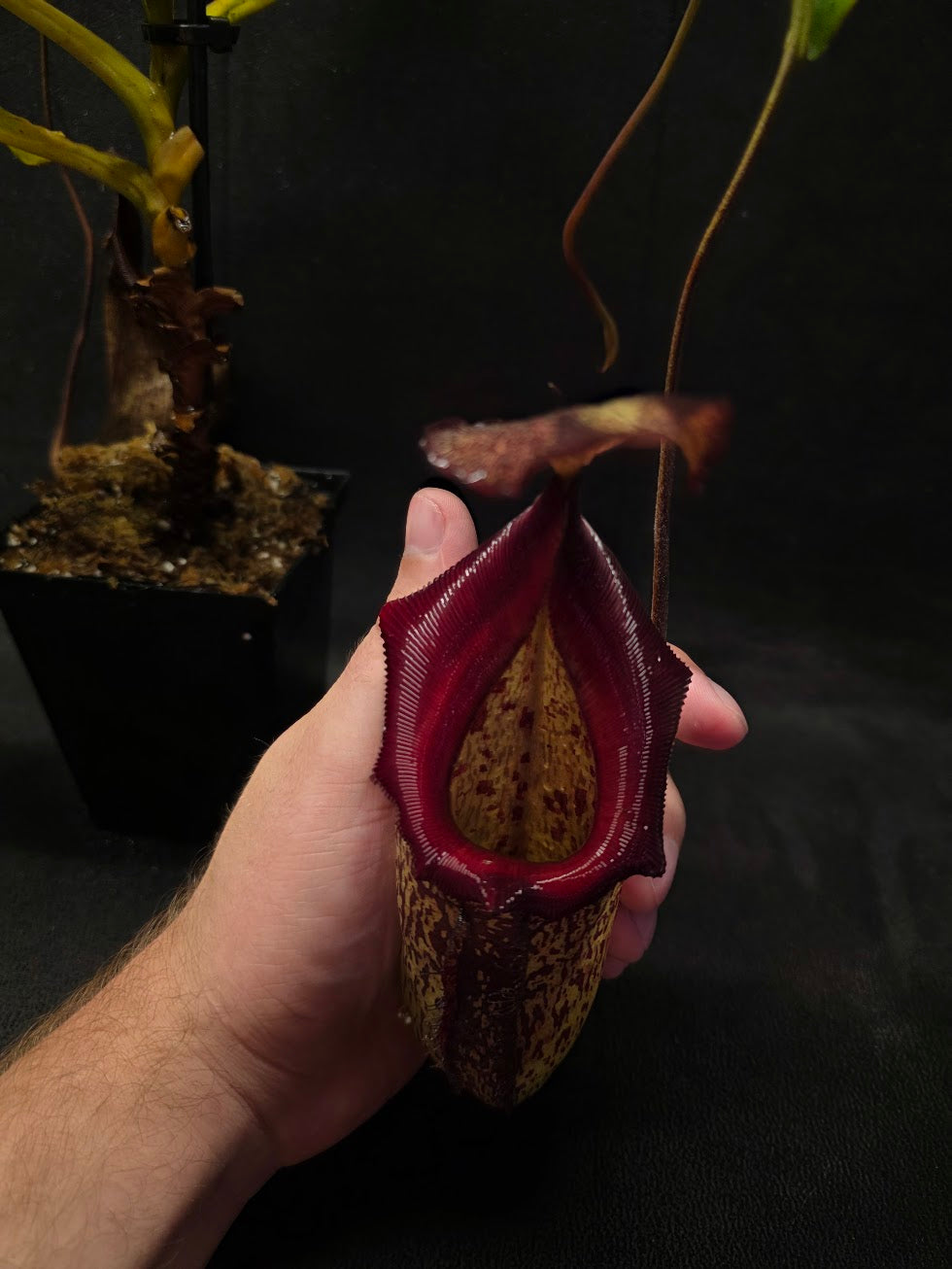 Nepenthes (Maxima x Talangensis) x Robcantleyi BE 3959 #01