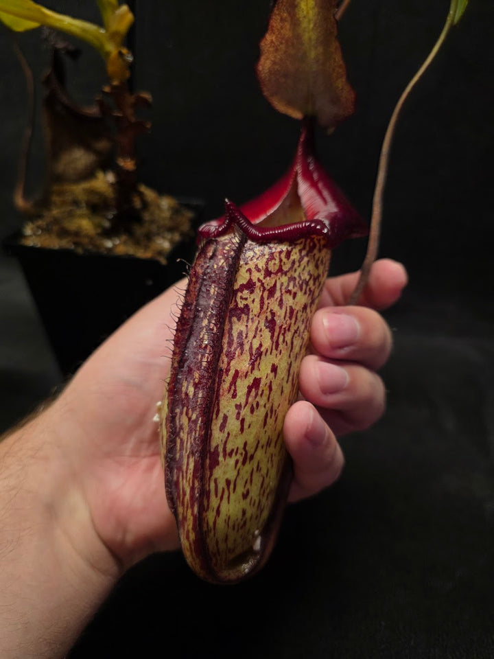 Nepenthes (Maxima x Talangensis) x Robcantleyi BE 3959 #01