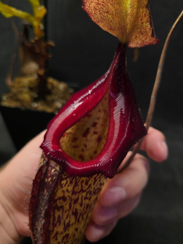 Nepenthes (Maxima x Talangensis) x Robcantleyi BE 3959 #01