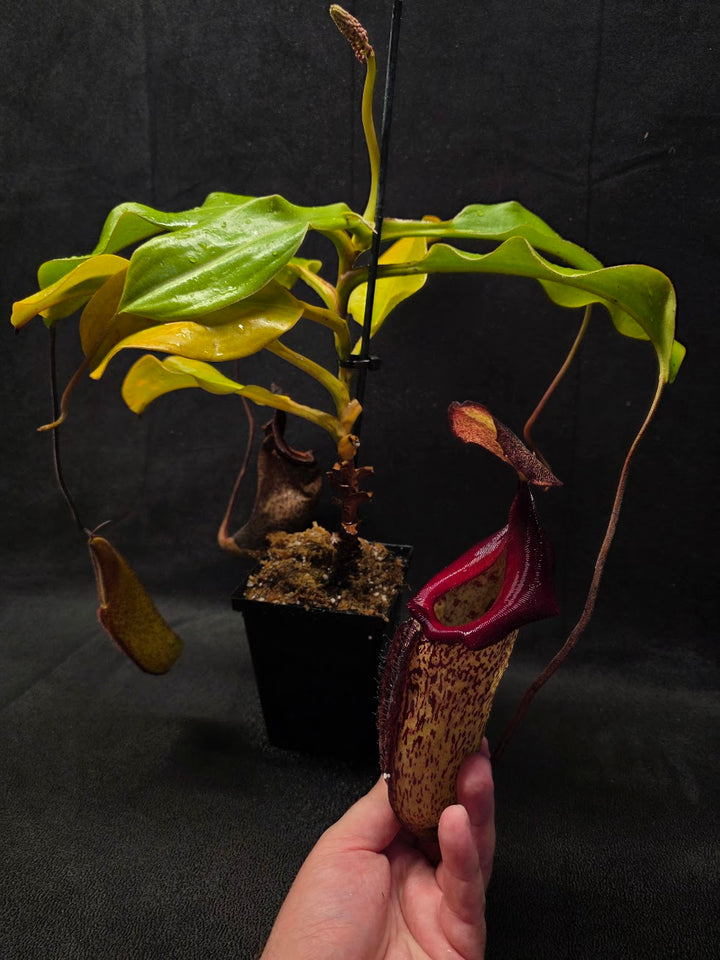 Nepenthes (Maxima x Talangensis) x Robcantleyi BE 3959 #01