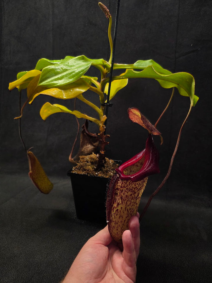Nepenthes (Maxima x Talangensis) x Robcantleyi BE 3959 #01