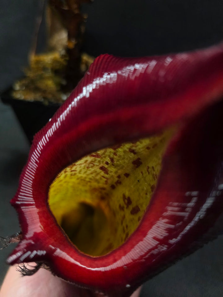Nepenthes (Maxima x Talangensis) x Robcantleyi BE 3959 #01