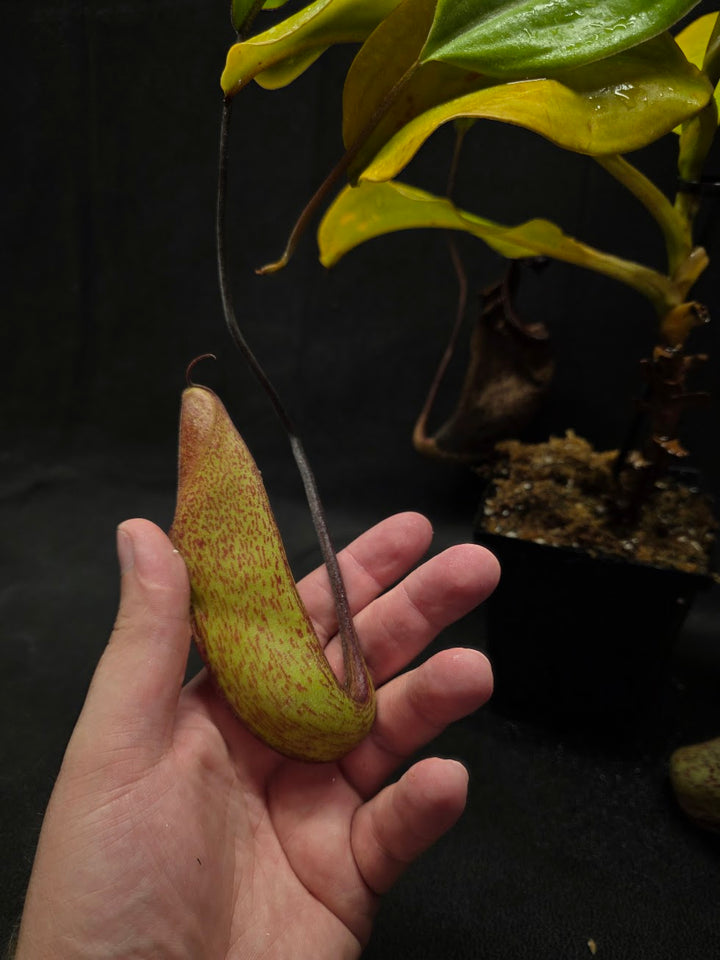 Nepenthes (Maxima x Talangensis) x Robcantleyi BE 3959 #01