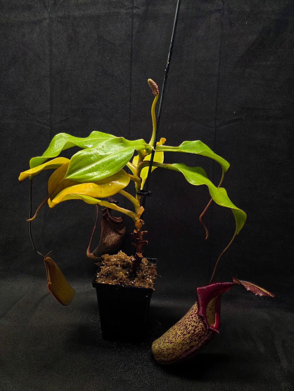 Nepenthes (Maxima x Talangensis) x Robcantleyi BE 3959 #01