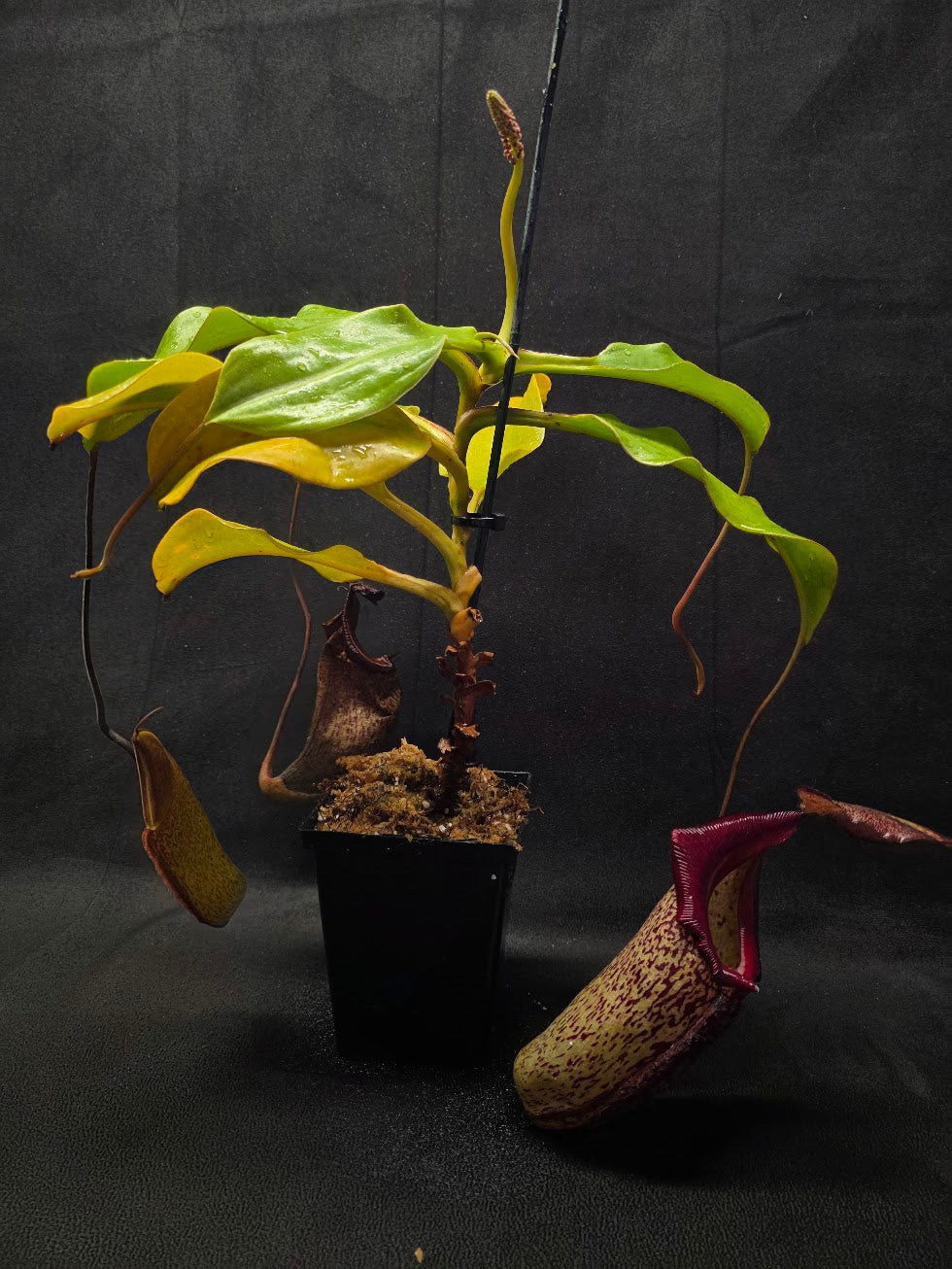 Nepenthes (Maxima x Talangensis) x Robcantleyi BE 3959 #01
