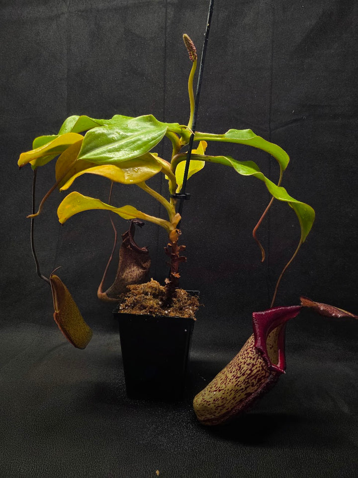 Nepenthes (Maxima x Talangensis) x Robcantleyi BE 3959 #01
