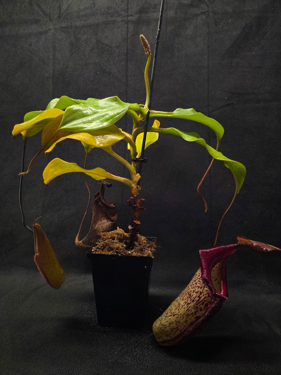 Nepenthes (Maxima x Talangensis) x Robcantleyi BE 3959 #01