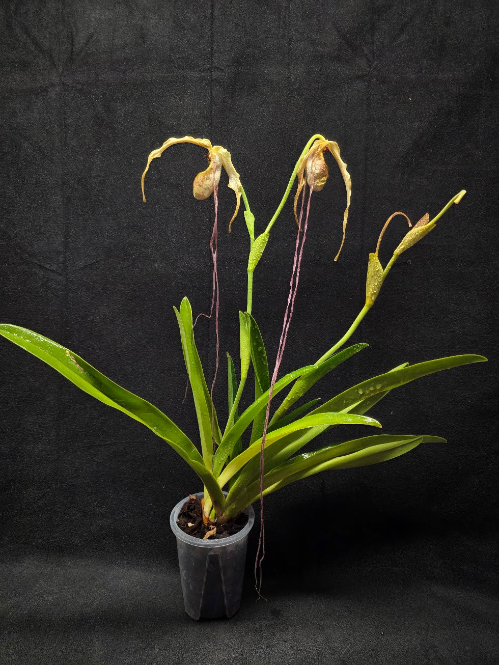 Phragmipedium Majestic Tresses (Fortuna x Giganteaum) Inverse Crossing Hybrid #01