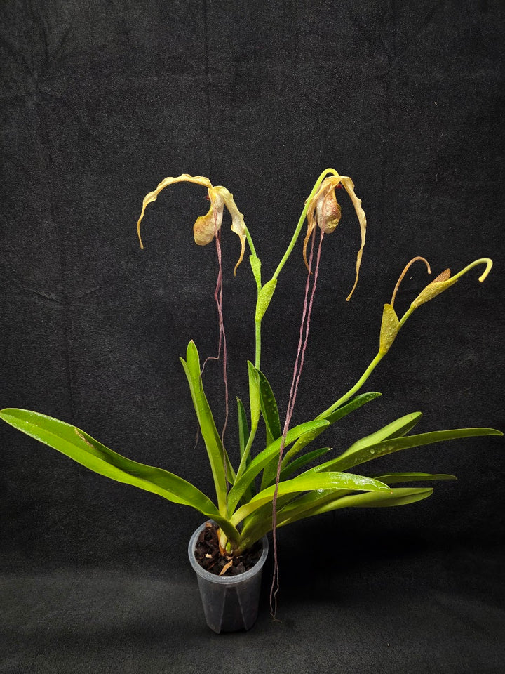 Phragmipedium Majestic Tresses (Fortuna x Giganteaum) Inverse Crossing Hybrid #01