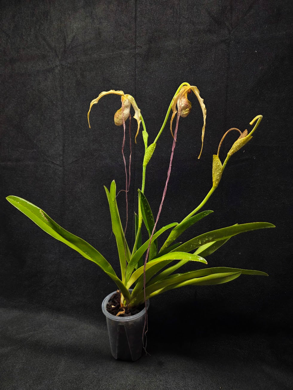 Phragmipedium Majestic Tresses (Fortuna x Giganteaum) Inverse Crossing Hybrid #01
