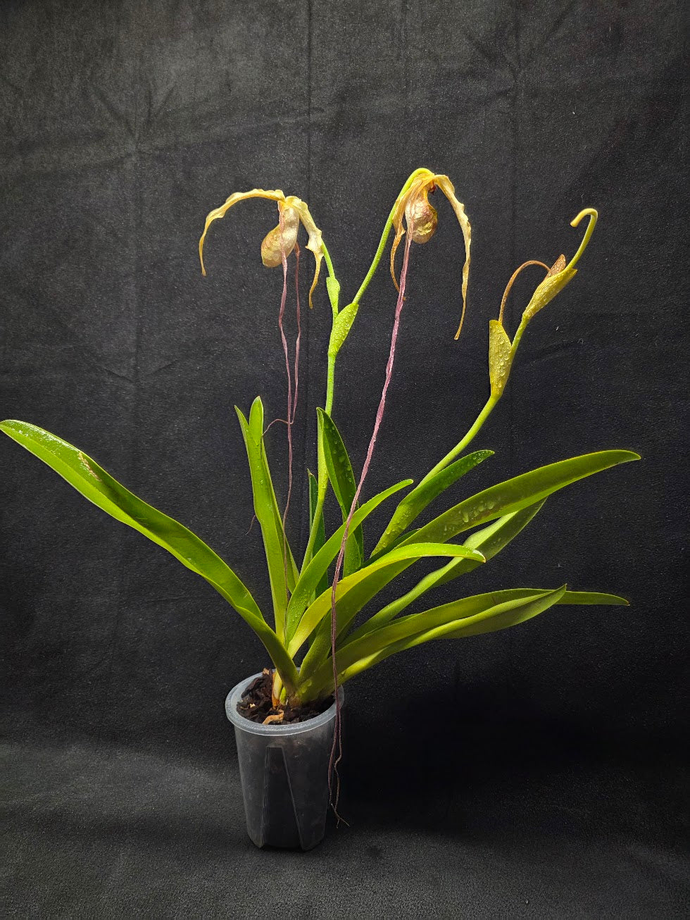 Phragmipedium Majestic Tresses (Fortuna x Giganteaum) Inverse Crossing Hybrid #01
