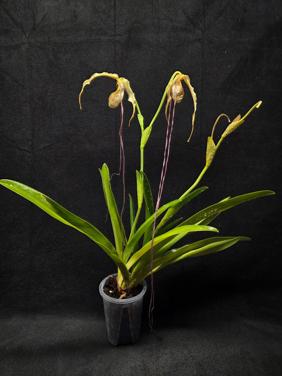 Phragmipedium Majestic Tresses (Fortuna x Giganteaum) Inverse Crossing Hybrid #01